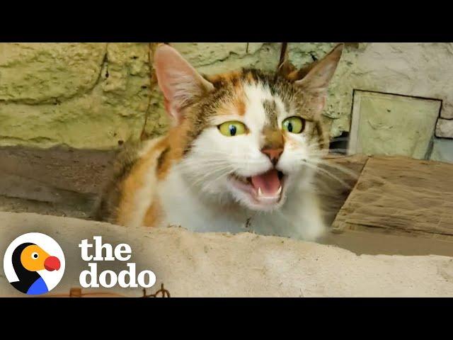 Hissing Cat Has Babies In This Woman's Garden | The Dodo