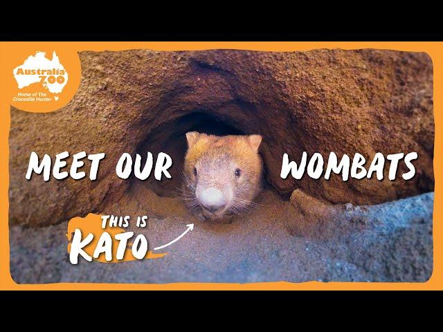 Walking with Wombats | Australia Zoo Life