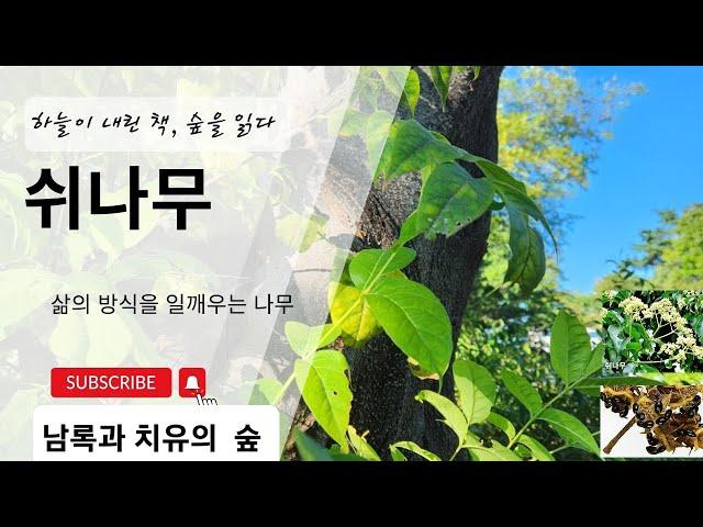 하늘이 내린 책, 숲을 읽다(삶의 방식을 일깨워주는 나무 - 쉬나무 편)