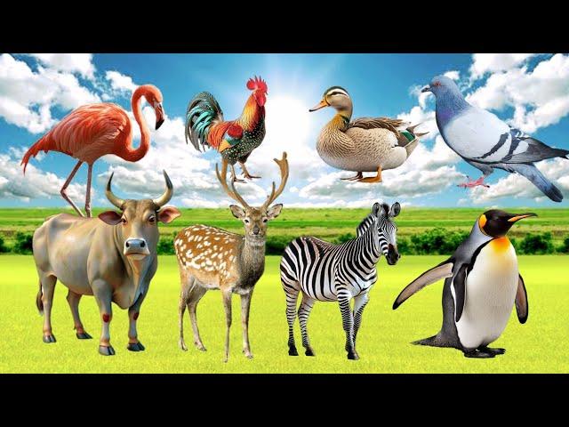 Bustling Animal World Sounds Around us: Cow, Penguin, Zebra, Chicken, Duck, Pigeon, Deer, Flamingo