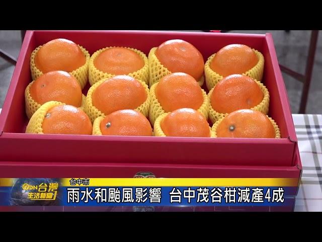 雨水和颱風影響 台中茂谷柑減產4成-台灣生活新聞