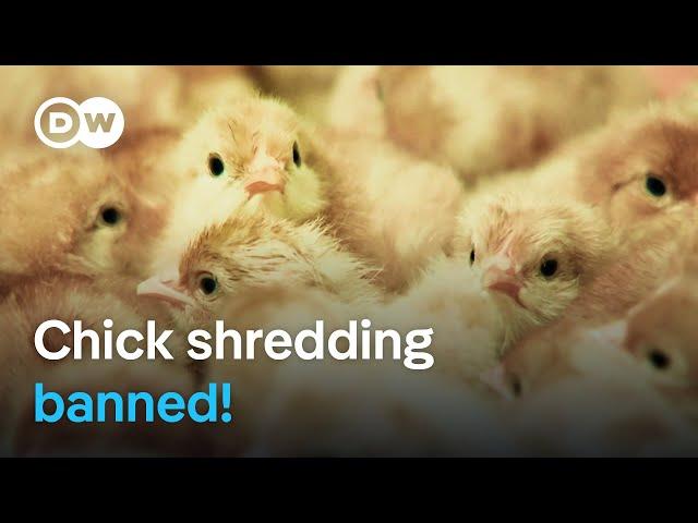 What are the consequences of Germany's ban on chick killing? | DW Documentary