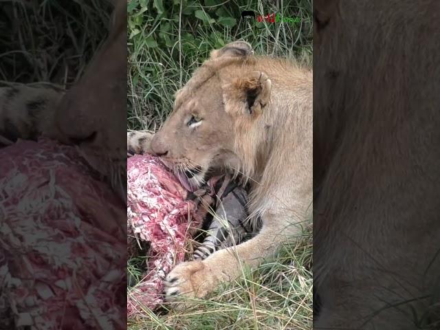 LIONS delicious ZEBRA STEAK #shorts #lion #wildlife #animals #nature #naturelovers #foodie