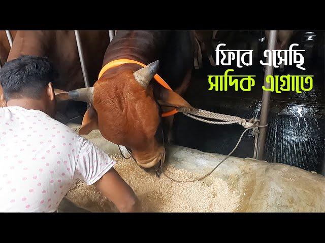 ফিরে এসেছি সাদিক এগ্রোতে | Sadeeq Agro New Collection 2024 | The Taste Renger