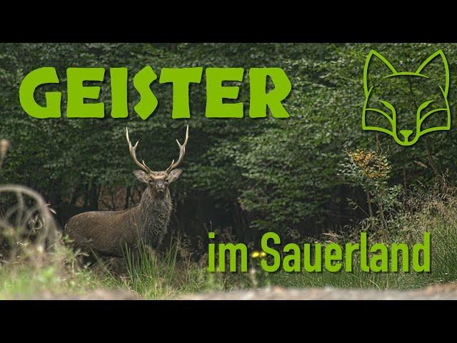 Sika-Brunft im Arnsberger Wald