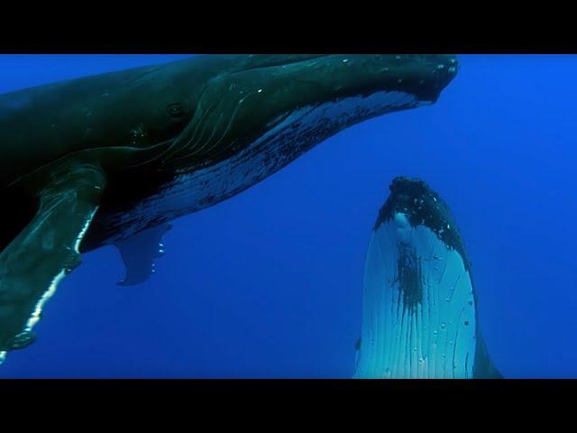 Two Beautiful Humpback Whales Dance | Animal Attraction | BBC Earth