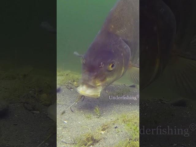 Bream Proof Rig #fishing #underwater #fail #underfishing