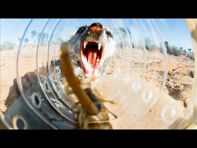 Meerkats Solve Puzzles For A Tasty Scorpion! | BBC Earth Kids