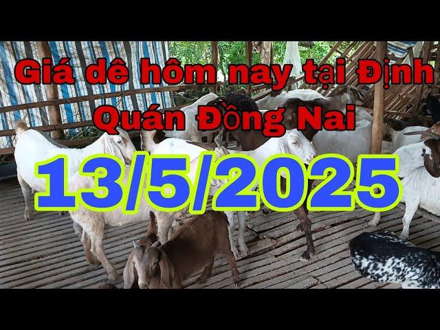Giá dê hôm nay tại Định Quán Đồng Nai 13/5/2025 - Ù sáng nuôi dê