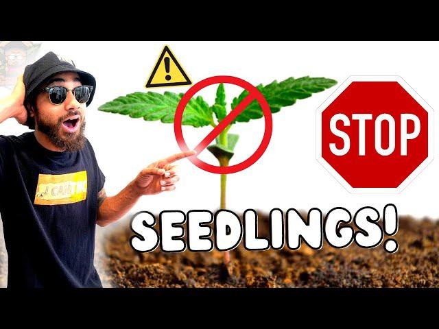 AVOID THESE SEEDLINGS!!!  Top Indoor Seed Starting Tips to Avoid Beginner Mistakes!