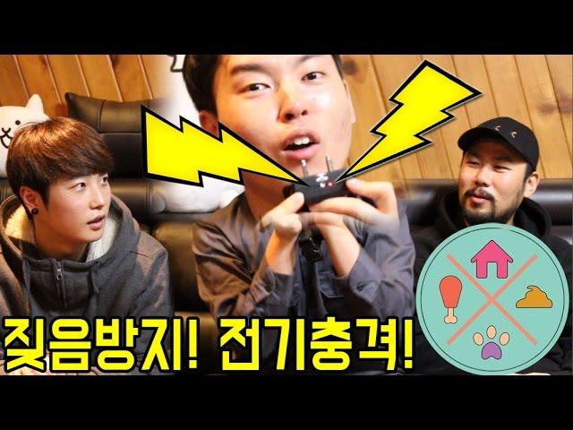 ‘Bark Control’ (Electronic shock) 짖음 방지기 체험 ㅡ The Biatch ep.2