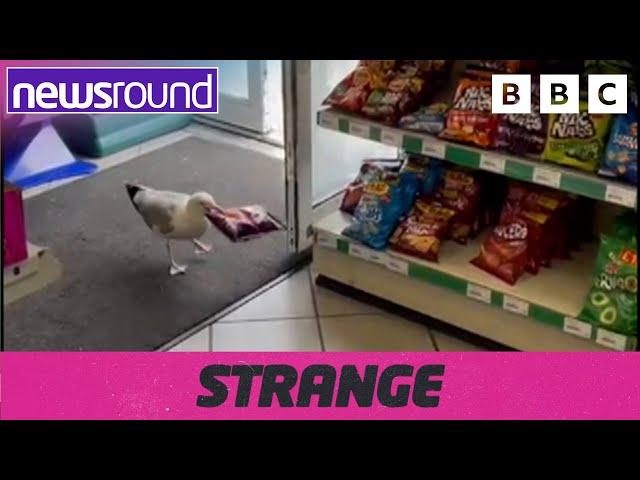 Strange News: Seagull stealing from shop, painting underwater & more! | Newsround