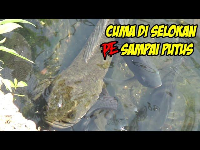 Sekali Lempar Pe Langsung Putus Saat Mancing Ikan Gabus Besar Di Selokan