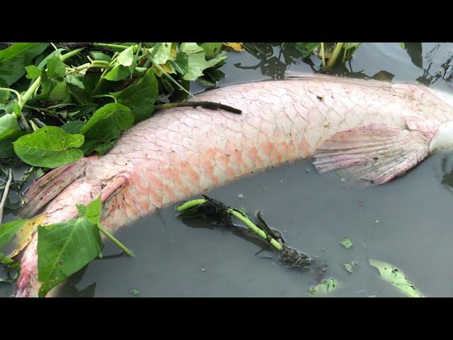 Cast Net Fishing 240KG Giant Arapaima Fish from Land