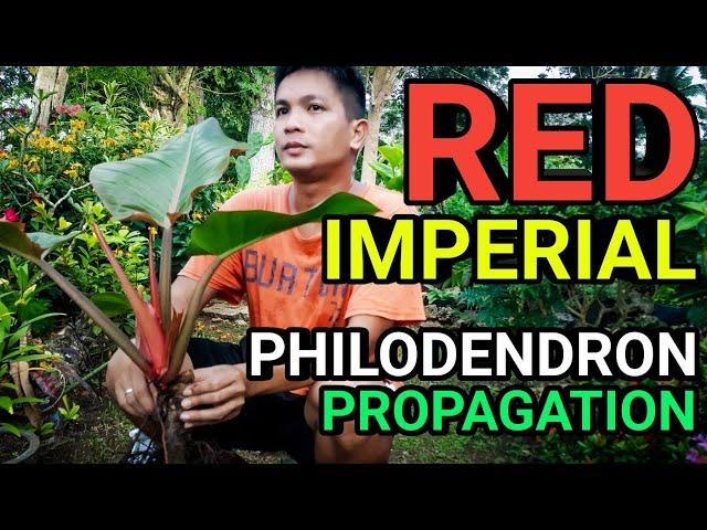 RED IMPERIAL OR RED EMERALD? PHILODENDRON PROPAGATION plantzilla bhl