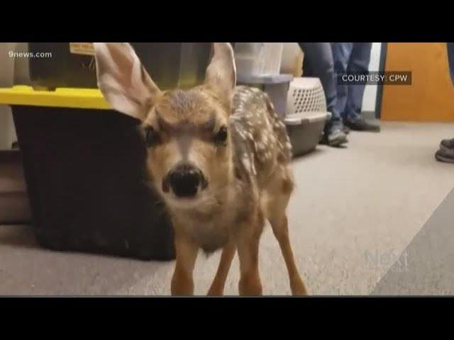 This is why you should never touch baby fawns