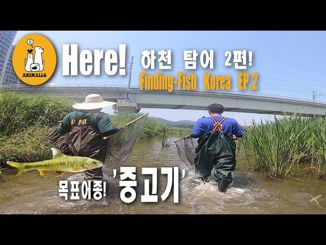 [애니몰로 탐어시리즈 EP.2] 탐어기 2편! 중고기를 잡아라! l FISHNET Catching wild Korean fish in small stream EP.2