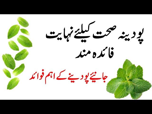 mint benefits in urdu | mint ke fayde | pudina ke fayde | podina k faidy