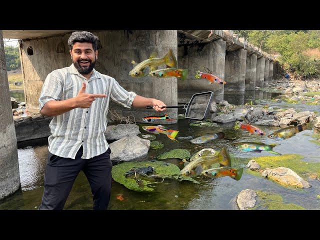 Bahot Sari Wild Guppy Fish Mili Aaj #riverfishing