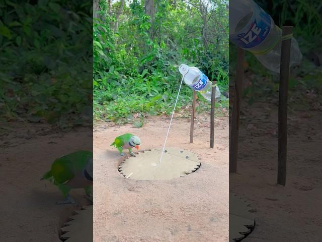 Easy Animal Bird Trap - Creative Parrot Trap Using Plastic Bottle & Paper #shorts