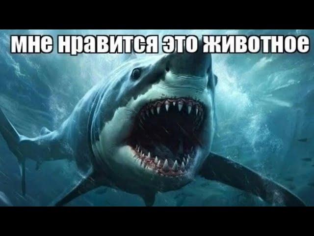 Моё любимое животное... | озвучка o3ccy