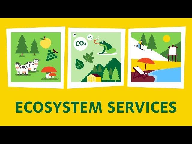 What are ecosystem services?