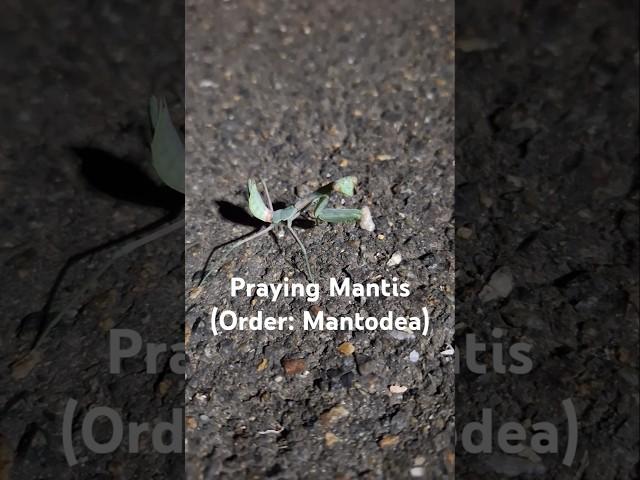 #Mantis #insects #short Praying Mantis are related to termites and cockroaches!