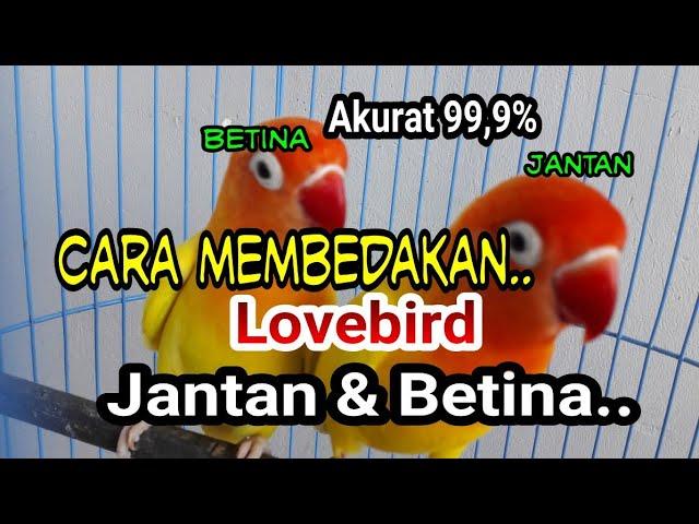 Cara Paling Ampuh membedakan lovebird Jantan & Betina..!!