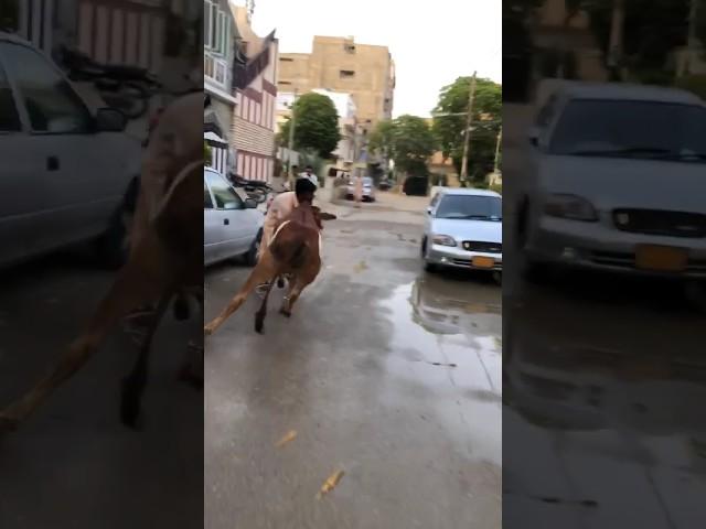 Cow run away crazy unloading #crazycow #cow #unloading