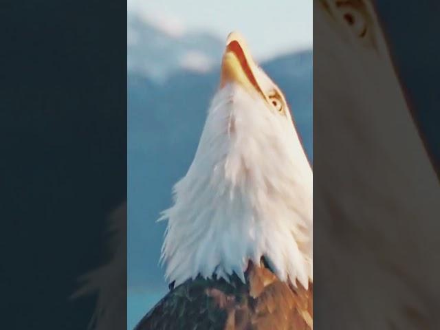 Белоголовый орлан. Голос \ Bald eagle. Voice#shortsyoutube #shorts