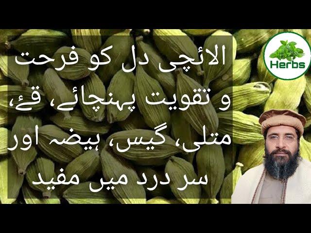 Health Benefits of Cardamom Urdu/Hindi | Elaichi ke fayde | Hakeem Zia ur Rehman