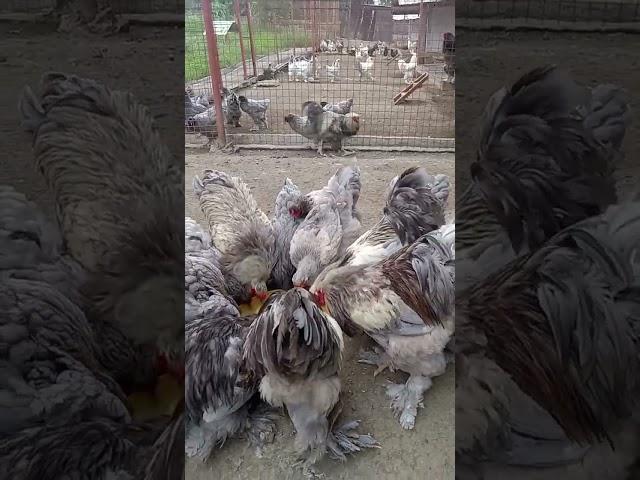 Chinese chicken #batangas #shorts #satisfyingvideo