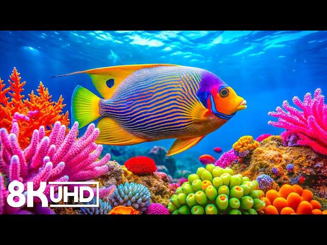 Crystal Ocean 8K - Beautiful Marine Life for Stress Relief