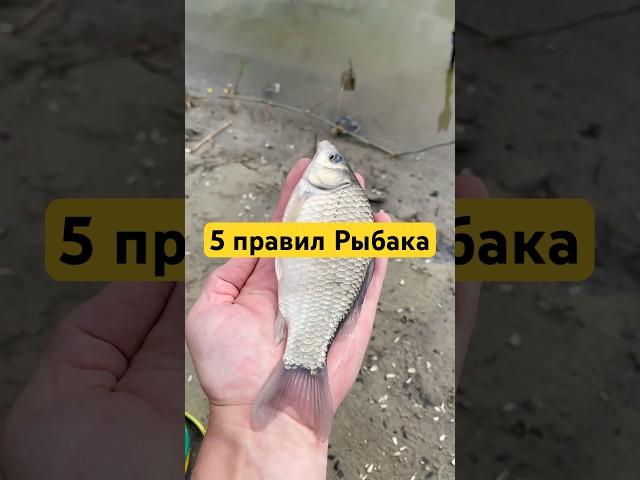 правил #рыбалка #рыба #карп #сазан #белыйамур #карась #фидер #fishing #flatfeeder