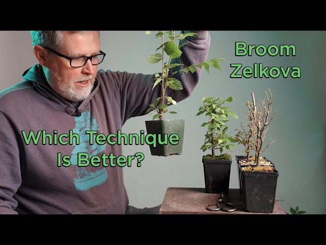 Bonsaify | Two Techniques to Create an Ideal Zelkova Broom Bonsai