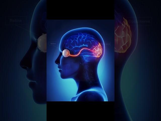 Can you feel pain in optic nerve?