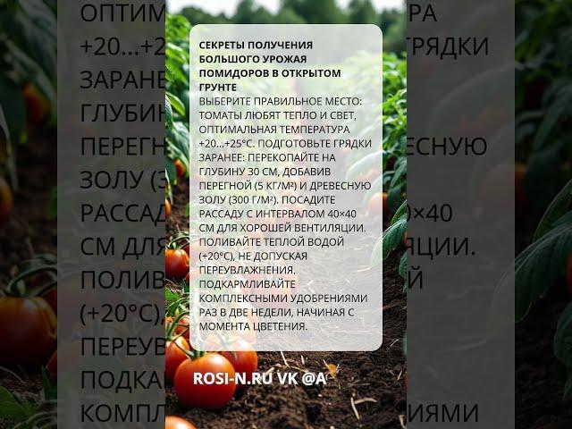 Секреты получения большого урожая помидоров в открытом грунте