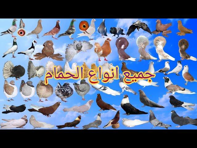 جميع انواع الحمام | اكتر من 80 نوع حمام