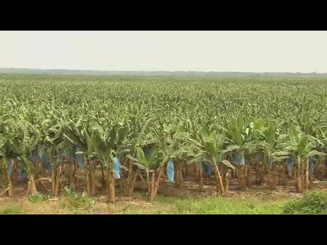 Banana farming in Ivory Coast revitalising