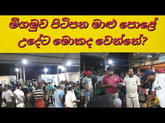 මීගමුව පිටිපන මාළු පොළේ උදේට මොකද වෙන්නේ?/ pitipana fish market/kstv lanka