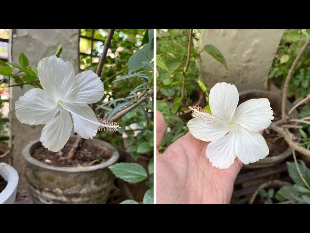 How to grow & care White Hibiscus plants - White Hibiscus plant की देखभाल कैसे करे