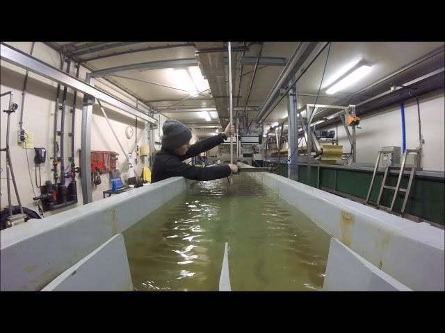 Flume experiment with juvenile willows