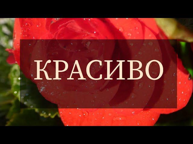Красиво. Алла Сигарёва. (Аудио стихи)