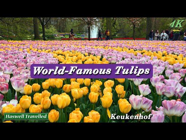 Stunning Keukenhof Gardens World-Famous Tulips - Netherlands 4K