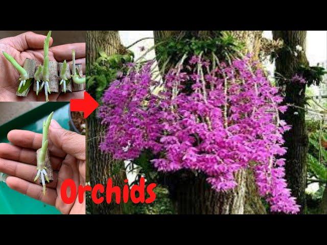 The simple way to propagate the pseudo-crane orchid with outstanding root growth