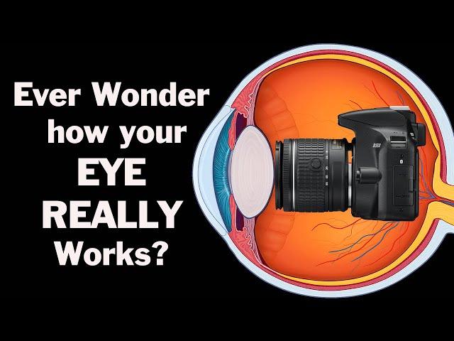 How does your EYE work?