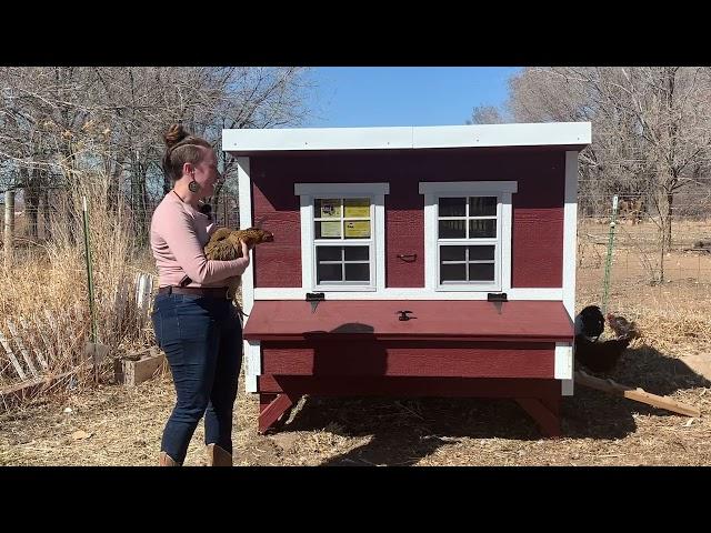 Quack N Cluck's First OverEZ Chicken Coop! | OverEZ Chicken Coop