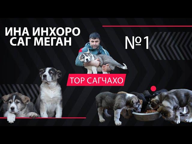 ИНА ИНХОРО САГ МЕГАН №1