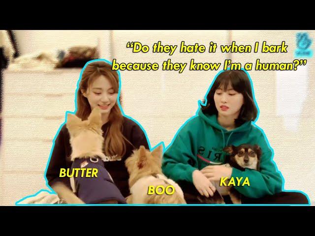 MOMO barking at dogs ft. dog mom Tzuyu