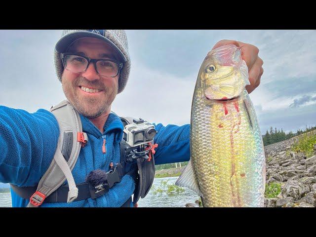 Bank Fishing Columbia River Shad + Hooked A Salmon